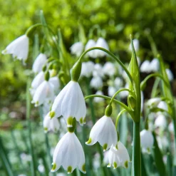 70 Bulbes de fleurs Butterfly Food en mélange - Un jardin nourricier fleuri