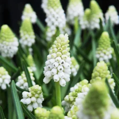 70 Bulbes de fleurs Butterfly Food en mélange - Un jardin nourricier fleuri