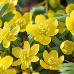 70 Bulbes de fleurs Butterfly Food en mélange - Un jardin nourricier fleuri