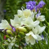 30 Bulbes de fleurs d'été en mélange - Un été fleuri sans effort
