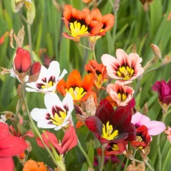 30 Bulbes de fleurs d'été en mélange - Un été fleuri sans effort