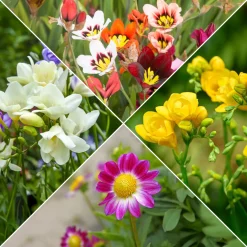 30 Bulbes de fleurs d'été en mélange - Un été fleuri sans effort