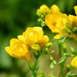 30 Bulbes de fleurs d'été en mélange - Un été fleuri sans effort