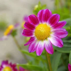 30 Bulbes de fleurs d'été en mélange - Un été fleuri sans effort