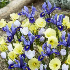35 Bulbes de fleurs Early Bird en mélange - Le printemps en avance
