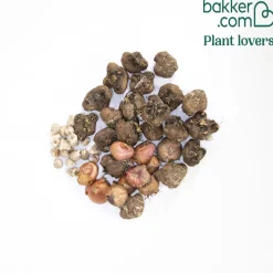 50 Bulbes de fleurs For Bees & Butterflies en mélange - Un jardin vivant tout l'été