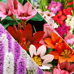 50 Bulbes de fleurs For Bees & Butterflies en mélange - Un jardin vivant tout l'été