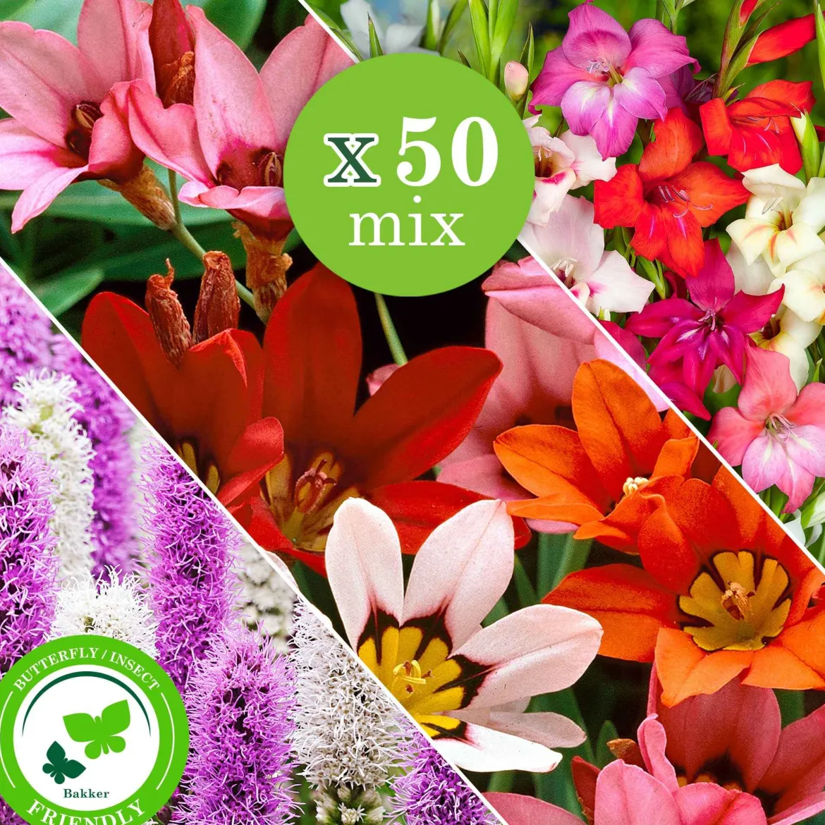 50 Bulbes de fleurs For Bees & Butterflies en mélange - Un jardin vivant tout l'été