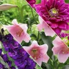 30 bulbes de fleurs Hello Summer en mélange - Un été fleuri sans effort