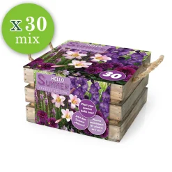 30 bulbes de fleurs Hello Summer en mélange - Un été fleuri sans effort