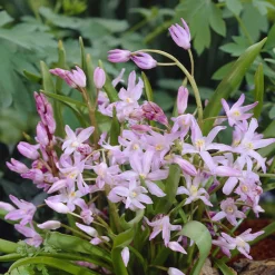 100 Bulbes de fleurs 6 Mois de Fleurs en mélange - 6 mois de fleurs sans effort