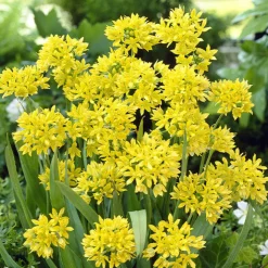 100 Bulbes de fleurs 6 Mois de Fleurs en mélange - 6 mois de fleurs sans effort