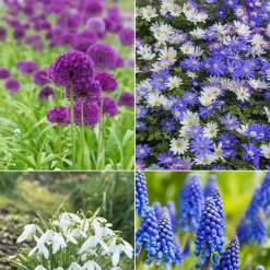100 Bulbes de fleurs 6 Mois de Fleurs en mélange - 6 mois de fleurs sans effort