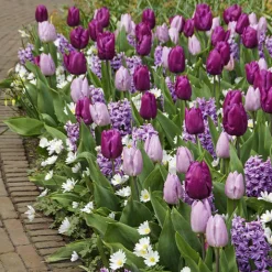 25 Bulbes de fleurs Royal Purple en mélange - Un massif violet clé en main