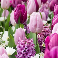 25 Bulbes de fleurs Royal Purple en mélange - Un massif violet clé en main
