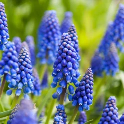 100 Bulbes de fleurs Running Wild en mélange - Un jardin fleuri sans effort