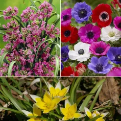 100 Bulbes de fleurs Running Wild en mélange - Un jardin fleuri sans effort