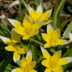 100 Bulbes de fleurs Running Wild en mélange - Un jardin fleuri sans effort