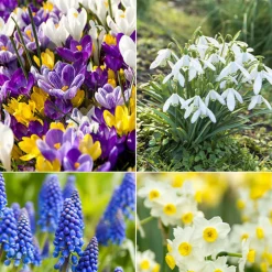 100 Bulbes de fleurs Running Wild en mélange - Un jardin fleuri sans effort