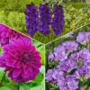 20 Bulbes de fleurs The Purple Bag en mélange - Une bordure violette express