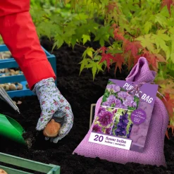20 Bulbes de fleurs The Purple Bag en mélange - Une bordure violette express
