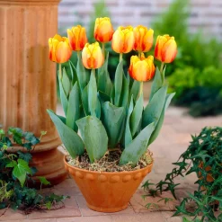 Bulbes de printemps pour massif jaune et orange - Un massif solaire au réveil