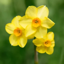 Bulbes de printemps pour massif jaune et orange - Un massif solaire au réveil