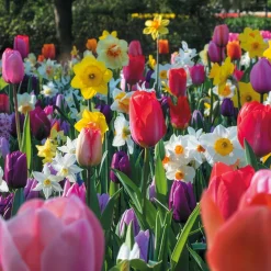 Bulbes de printemps pour massif arc-en-ciel - Un massif multicolore facile