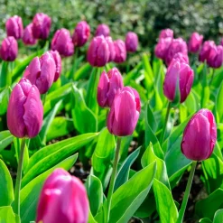 Bulbes de printemps pour massif arc-en-ciel - Un massif multicolore facile