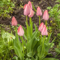Bulbes de printemps pour massif arc-en-ciel - Un massif multicolore facile