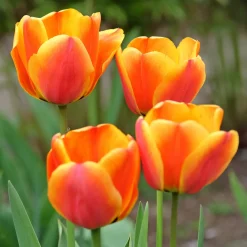 Bulbes de printemps pour massif arc-en-ciel - Un massif multicolore facile