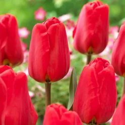 Bulbes de printemps pour massif rouge et blanc - Un massif rouge et blanc