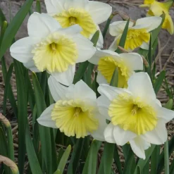 Bulbes de printemps pour massif rouge et blanc - Un massif rouge et blanc