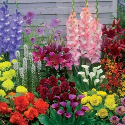 35 Bulbes d'été colorés en mélange - 1,5 m² - 1,5 m² fleuri tout l'été
