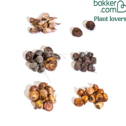 50 Bulbes d'été fleuris en mélange - 1,5 m² - 1,5 m² de fleurs tout l'été