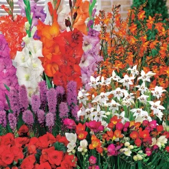 50 Bulbes d'été fleuris en mélange - 1,5 m² - 1,5 m² de fleurs tout l'été