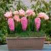 Bulbes à floraison printanière en mélange - Un printemps fleuri sans effort