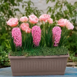Bulbes à floraison printanière en mélange - Un printemps fleuri sans effort