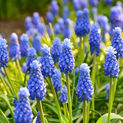 50 bulbes mellifères mauves et blancs - Un jardin vivant sans effort