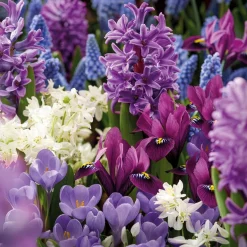 50 bulbes mellifères mauves et blancs - Un jardin vivant sans effort