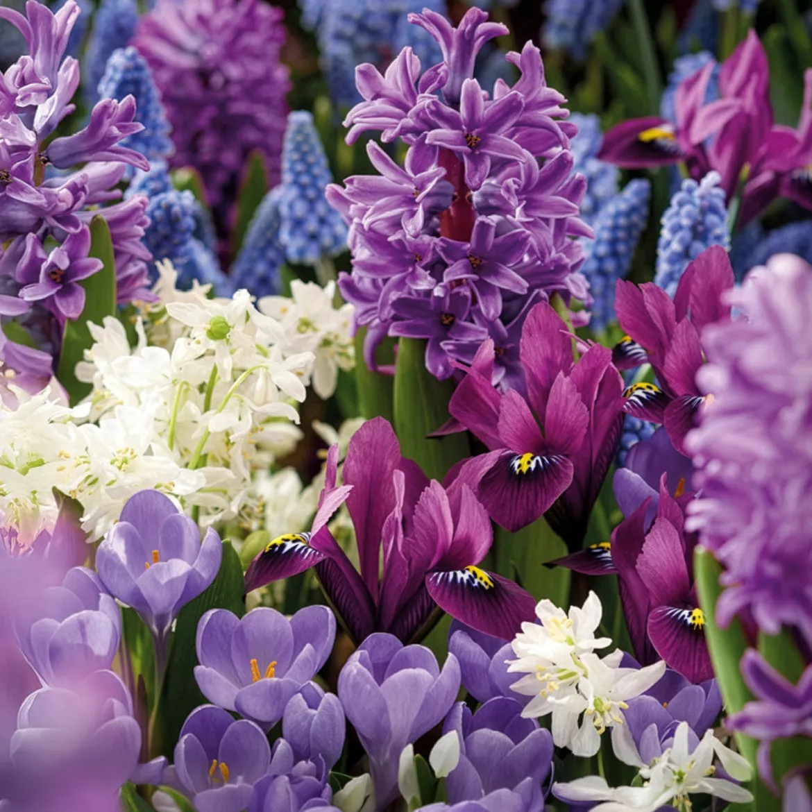 50 bulbes mellifères mauves et blancs - Un jardin vivant sans effort