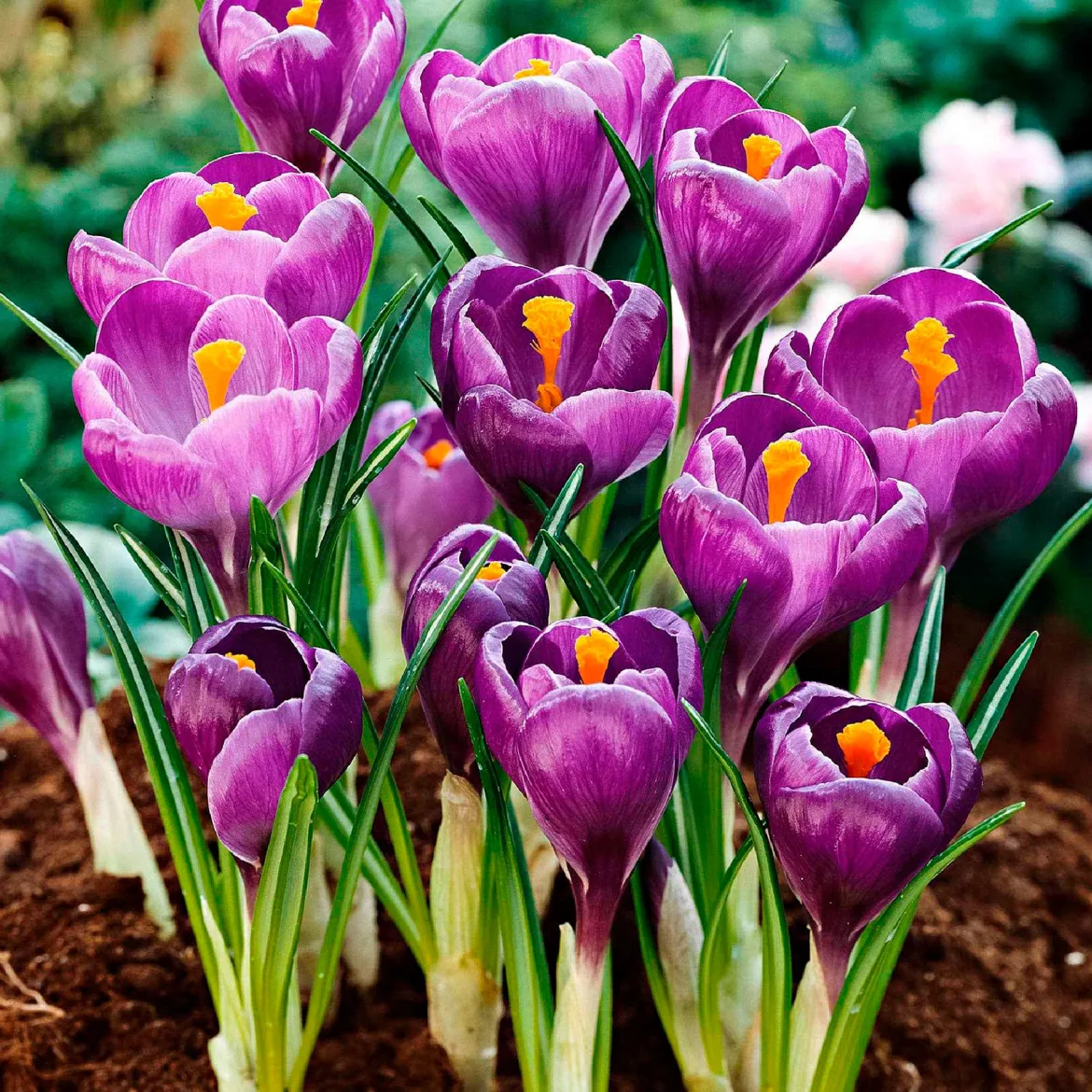 50 bulbes mellifères mauves et blancs - Un jardin vivant sans effort