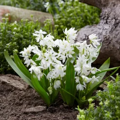 50 bulbes mellifères mauves et blancs - Un jardin vivant sans effort