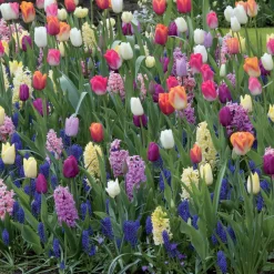 Bulbes pour massif multicolore en mélange - Un massif fleuri sans effort