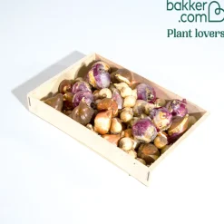 Bulbes pour massif multicolore en mélange - Un massif fleuri sans effort
