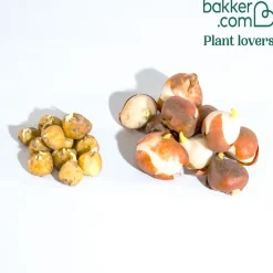Bulbes pour massif tricolore en mélange - Un massif fleuri sans effort