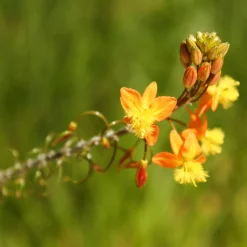 Bulbine Avera Sunset Orange - Fleurit tout l'été sans effort
