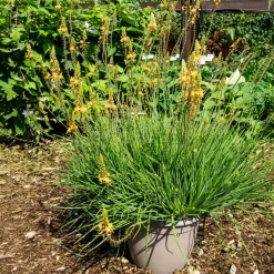 Bulbine Médicus ® - Fleurit tout l'été sans effort