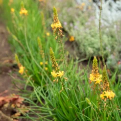 Bulbine Médicus ® - Fleurit tout l'été sans effort