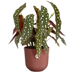 Cache pot Jazz rond Terracotta ELHO - Déco chic en un geste